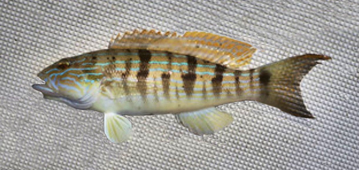 Sand Perch | Mexico – Fish, Birds 