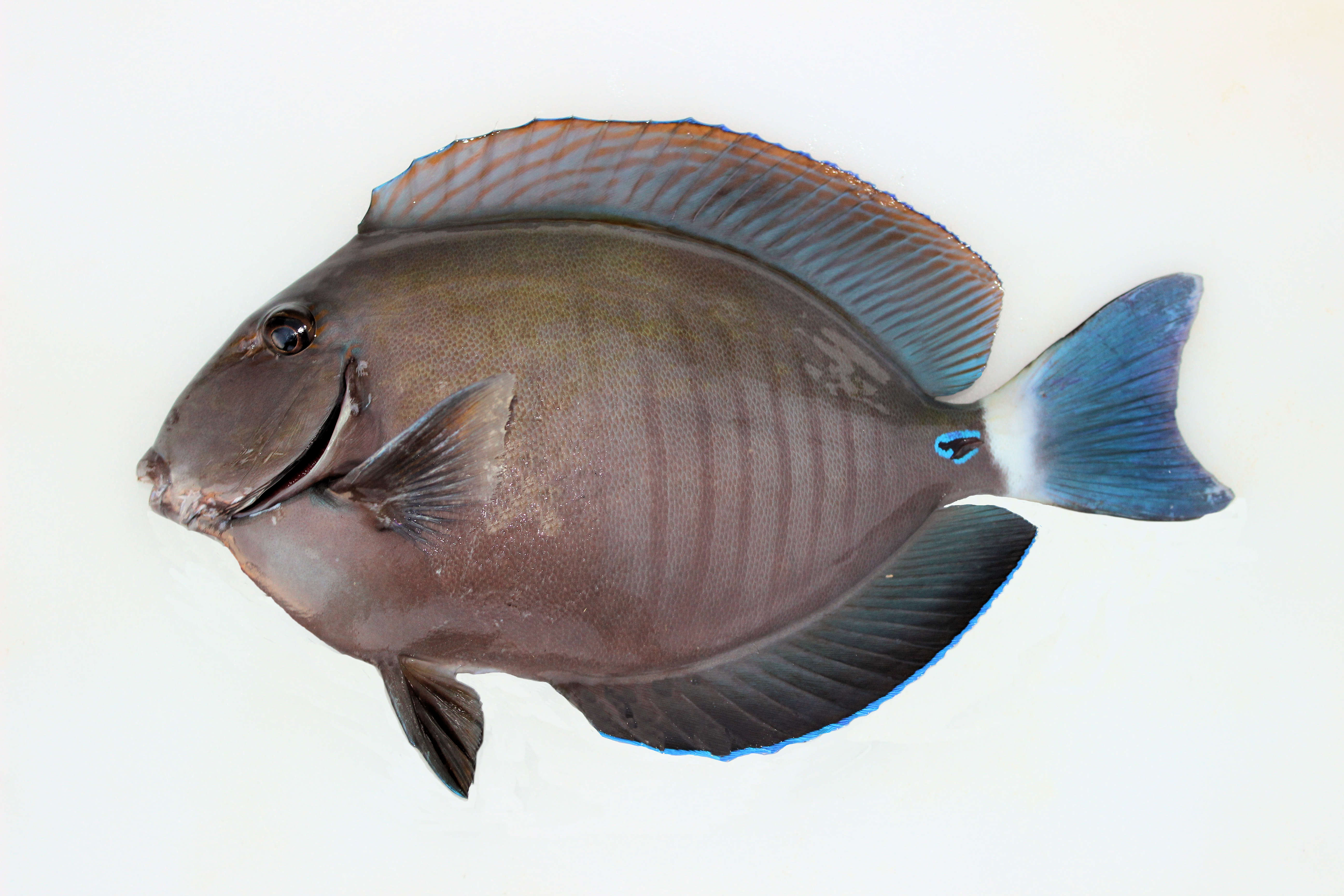 Doctorfish Mexican