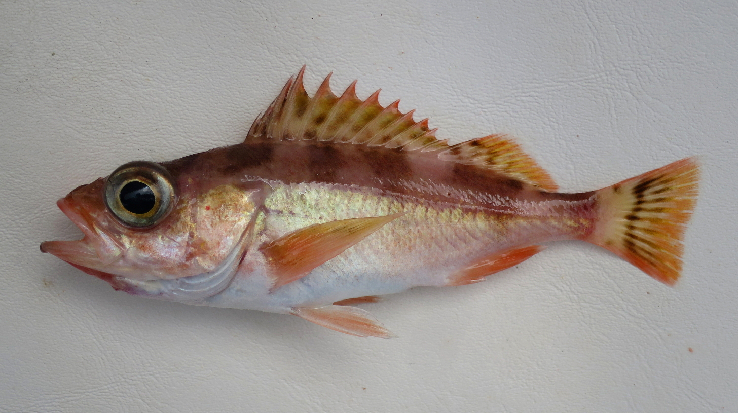 Stripetail Rockfish Mexico Fish, Marine Life, Birds and Terrestrial