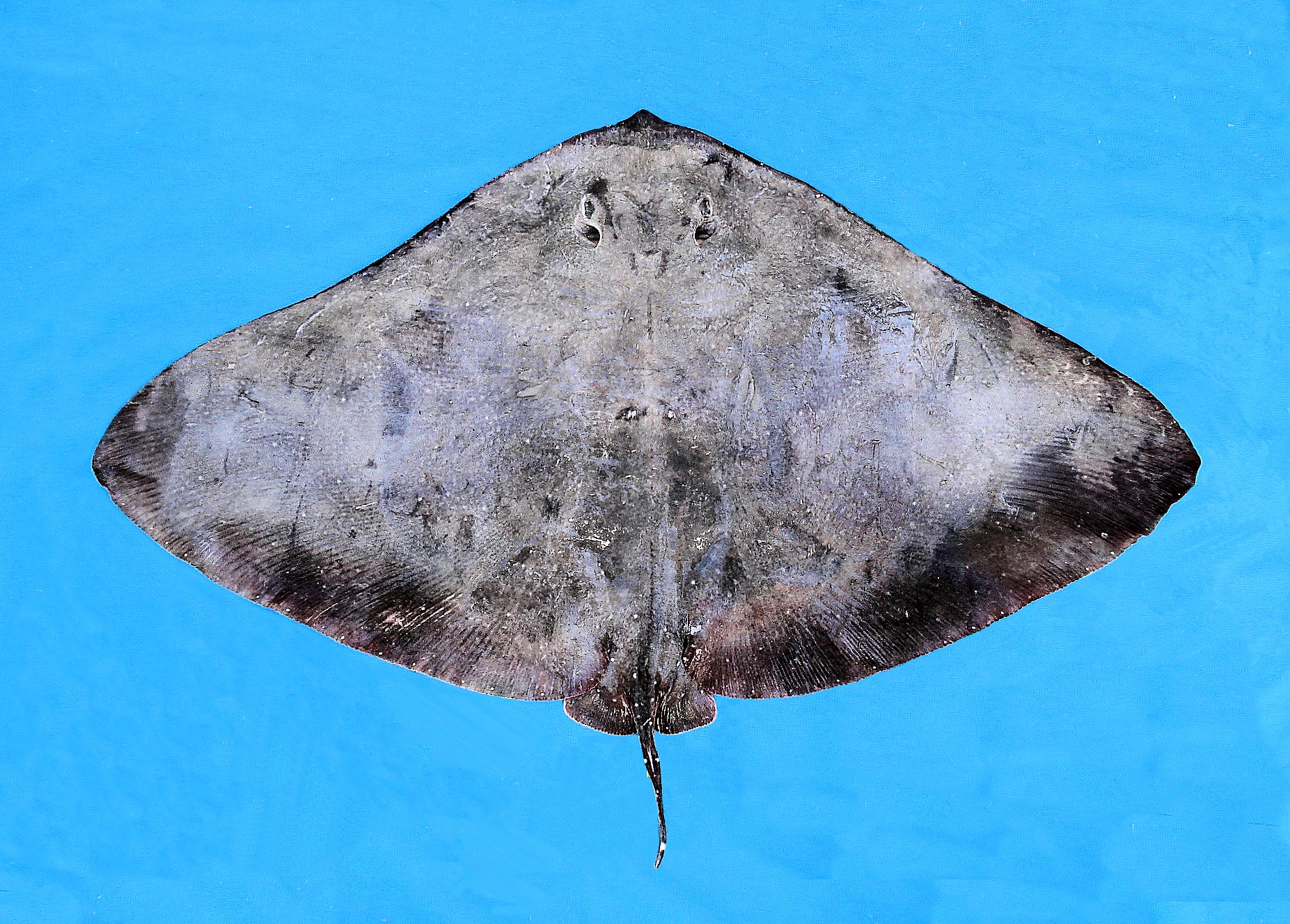 California Butterfly Ray Mexico Fish, Marine Life, Birds and