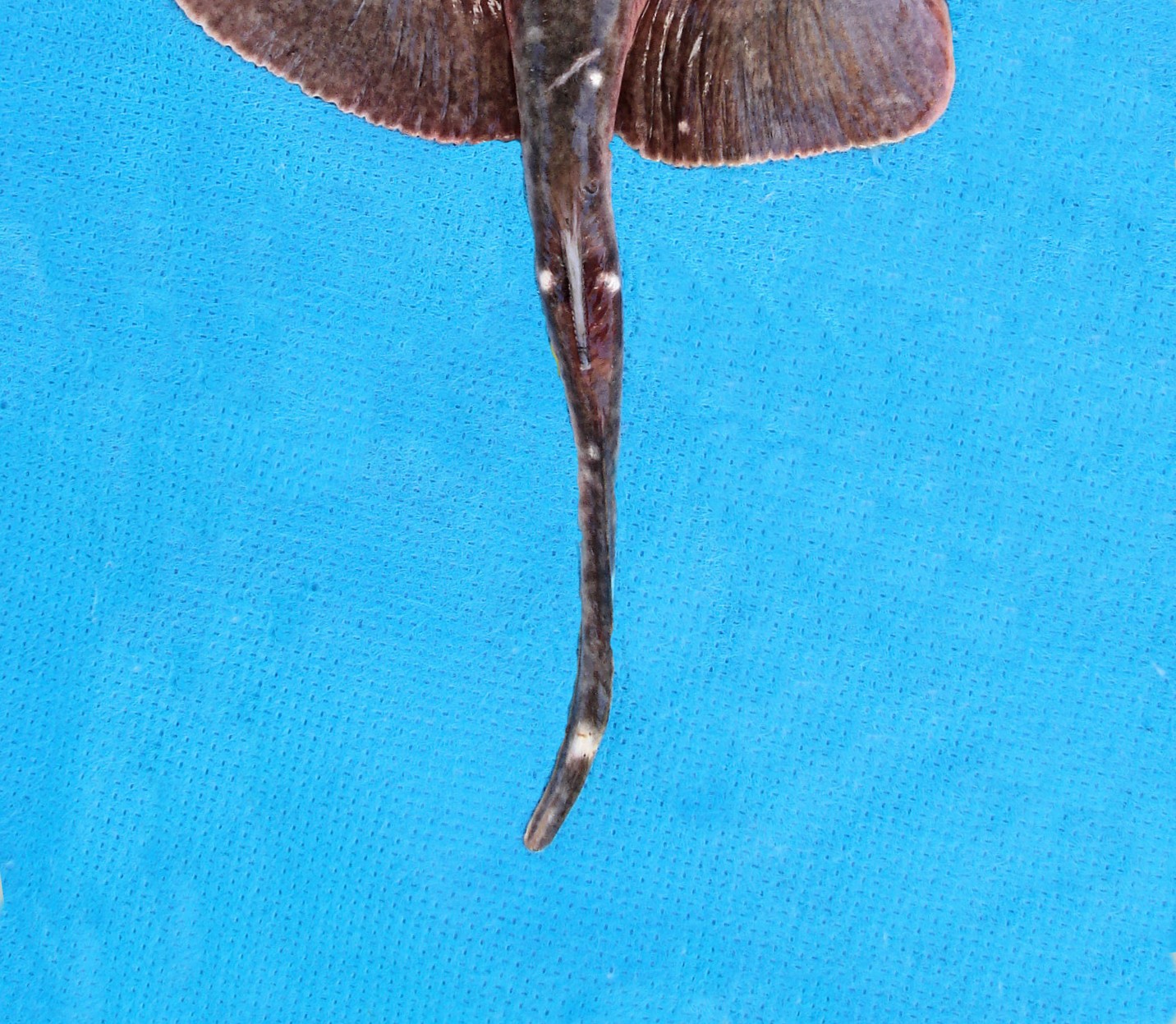 California Butterfly Ray Mexican