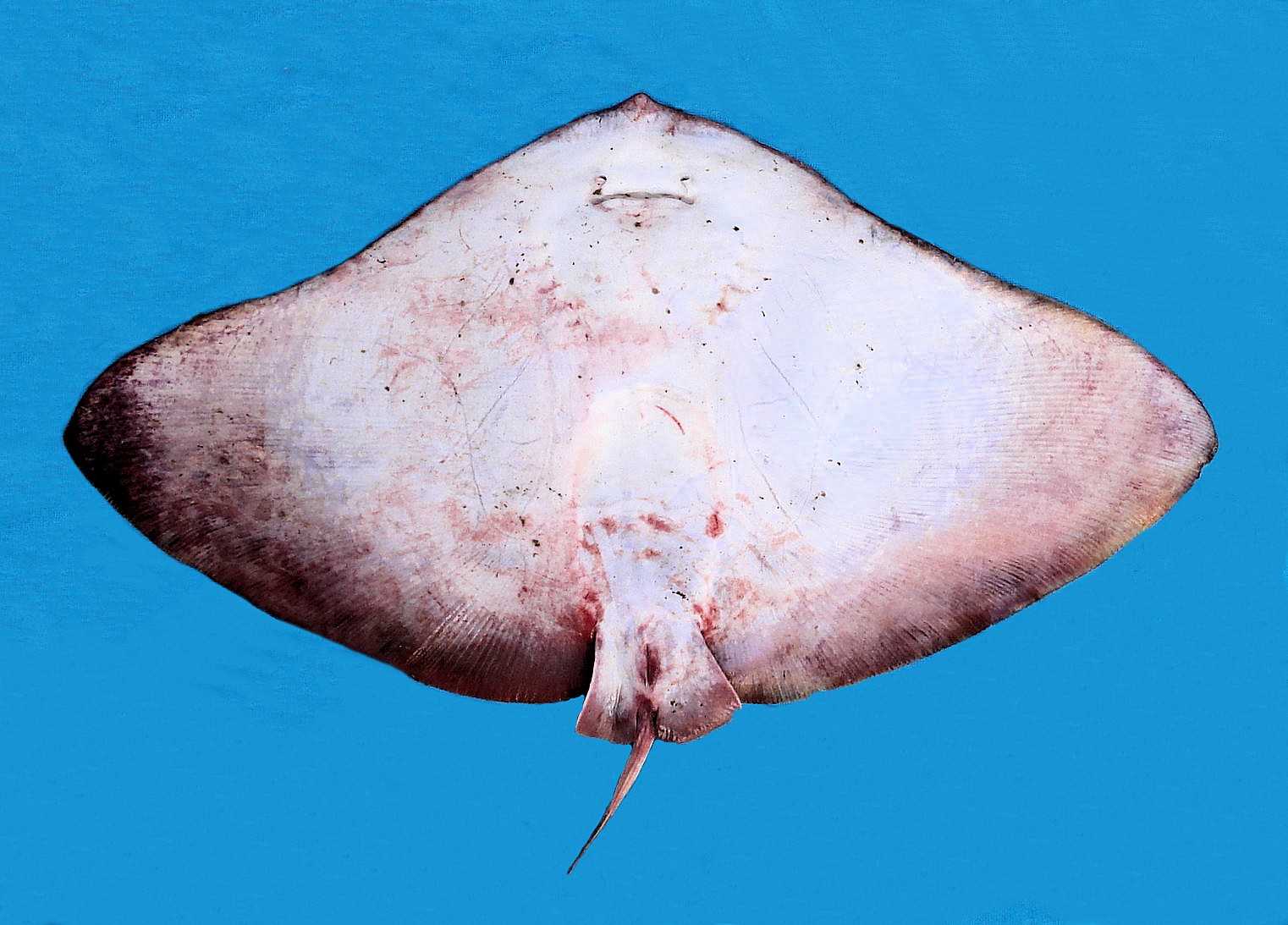 California Butterfly Ray Mexico Fish, Marine Life, Birds and