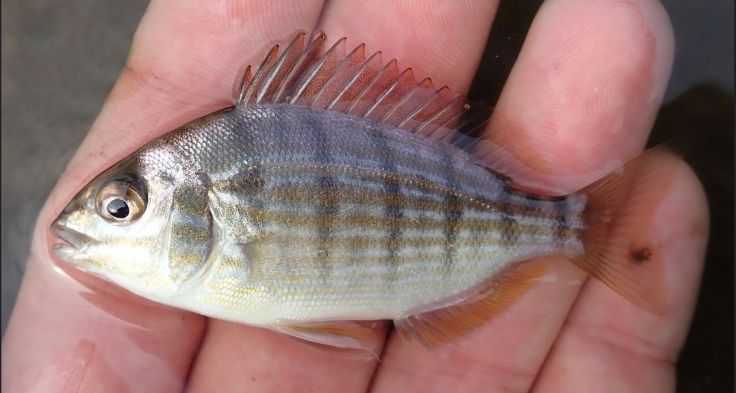 pinfish