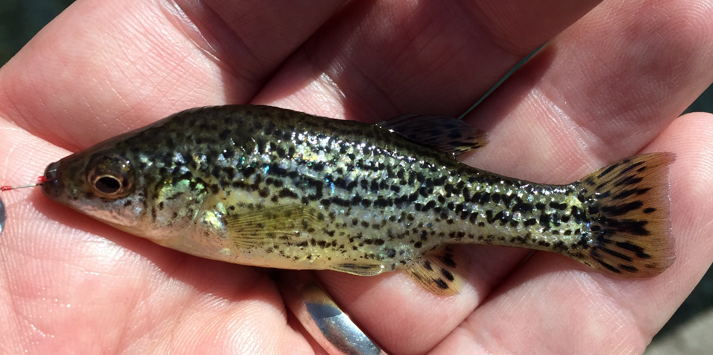Butterfly Splitfin Mexican