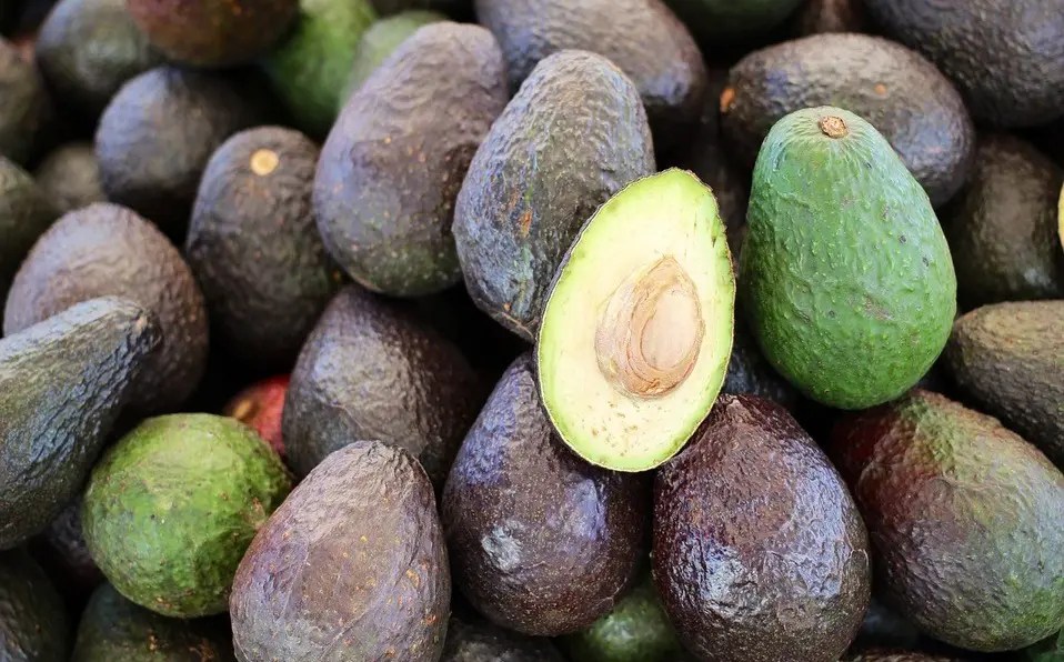 Mexican avocado exports break record MEXICONOW