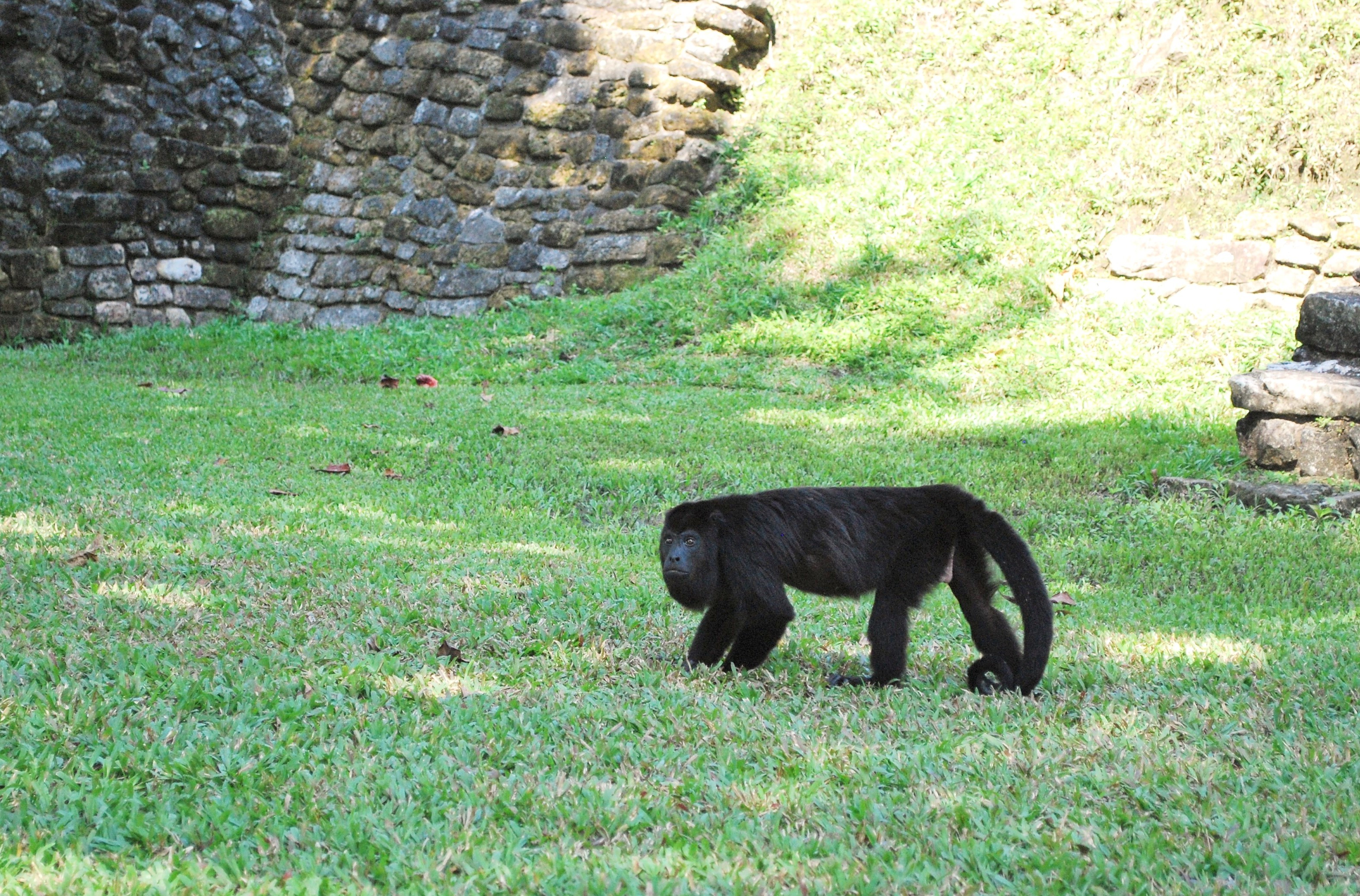 Where can I see monkeys in Mexico? Archives Mexico Vacation Tours