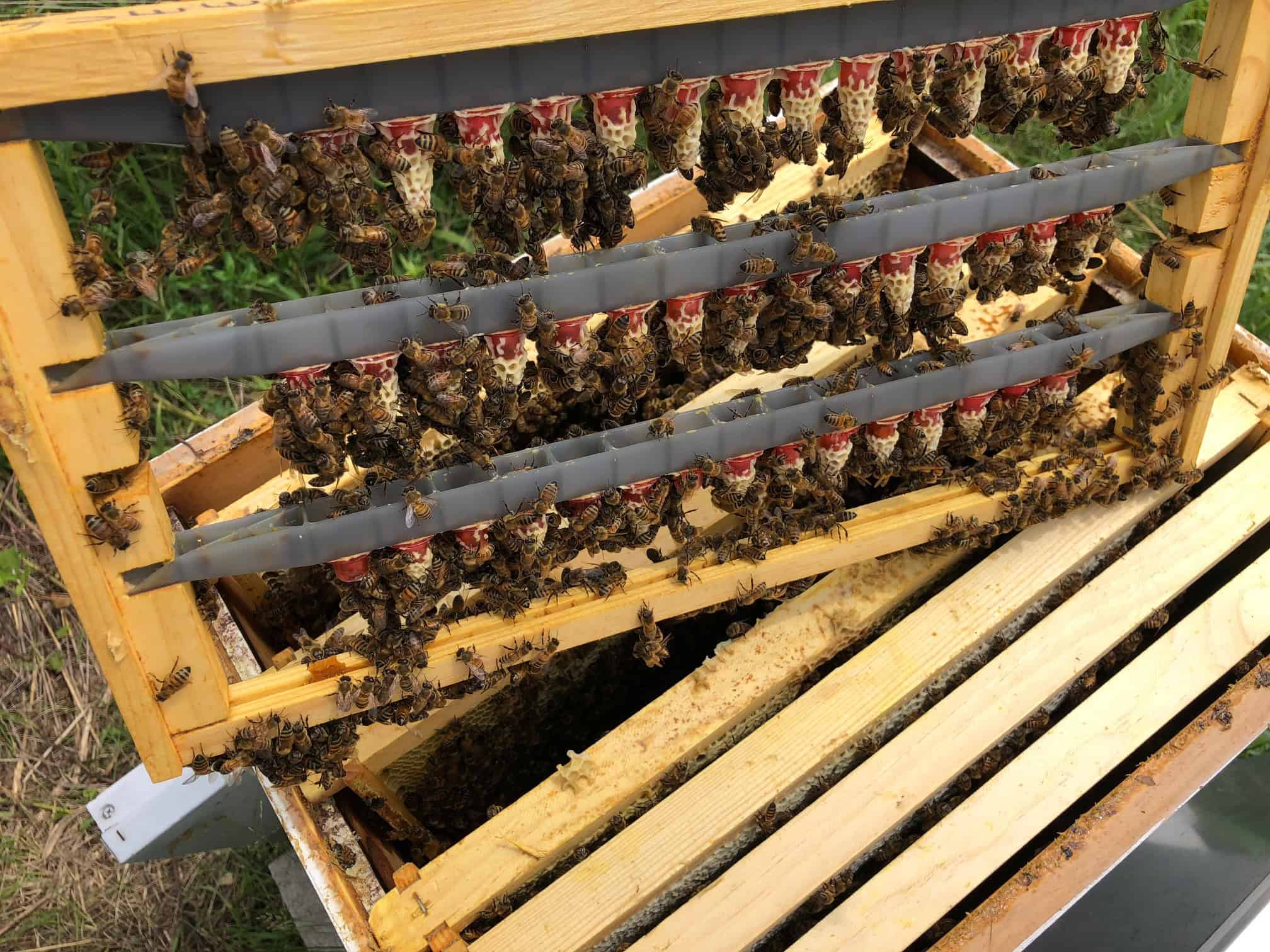 Local Illinois Queen Bees Honey Bee for Sale Chicago at Meyer Bees