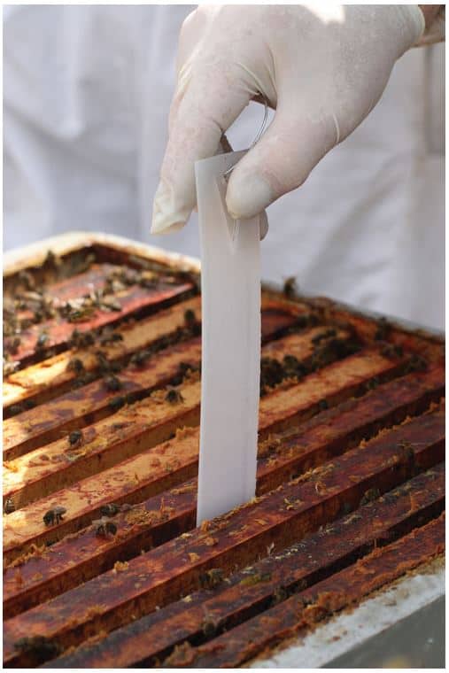 Apivar Mite Treatment Strips Meyer Bees