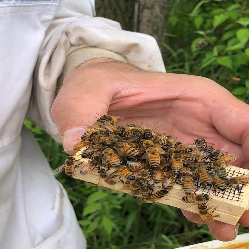 Honeybee Queens for sale 2025 Meyer Bees