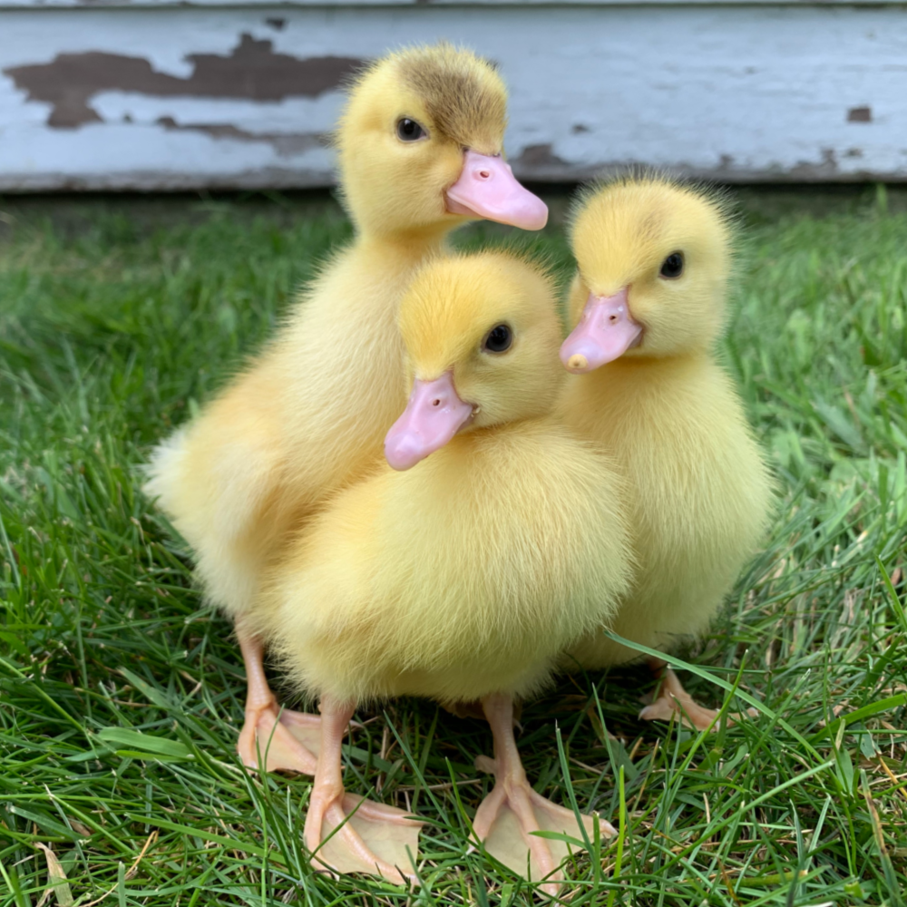 Yellow Ducklings Breed