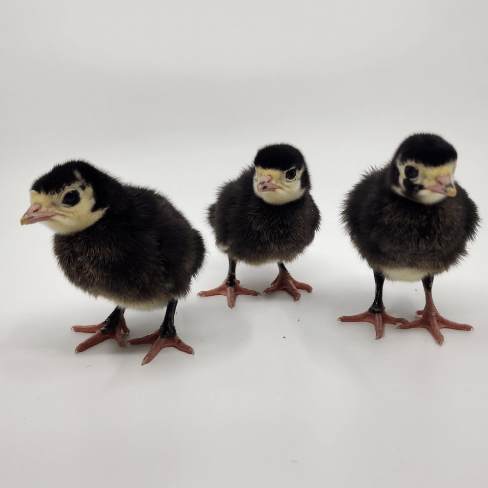 Day Old Turkey Poult Identification Meyer Hatchery