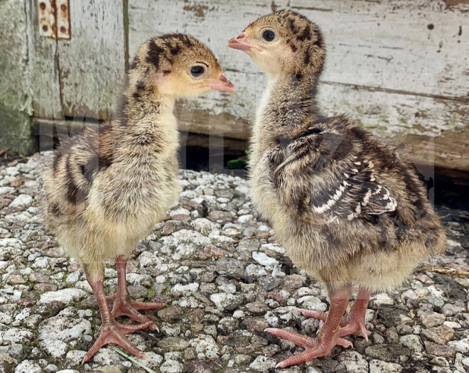 Day Old Turkey Poult Identification Meyer Hatchery