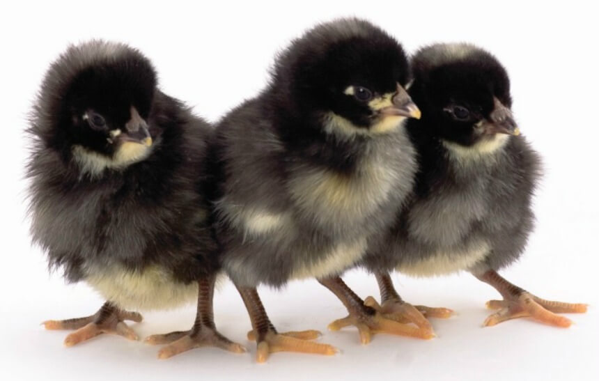 Black Baby Chicken Breeds