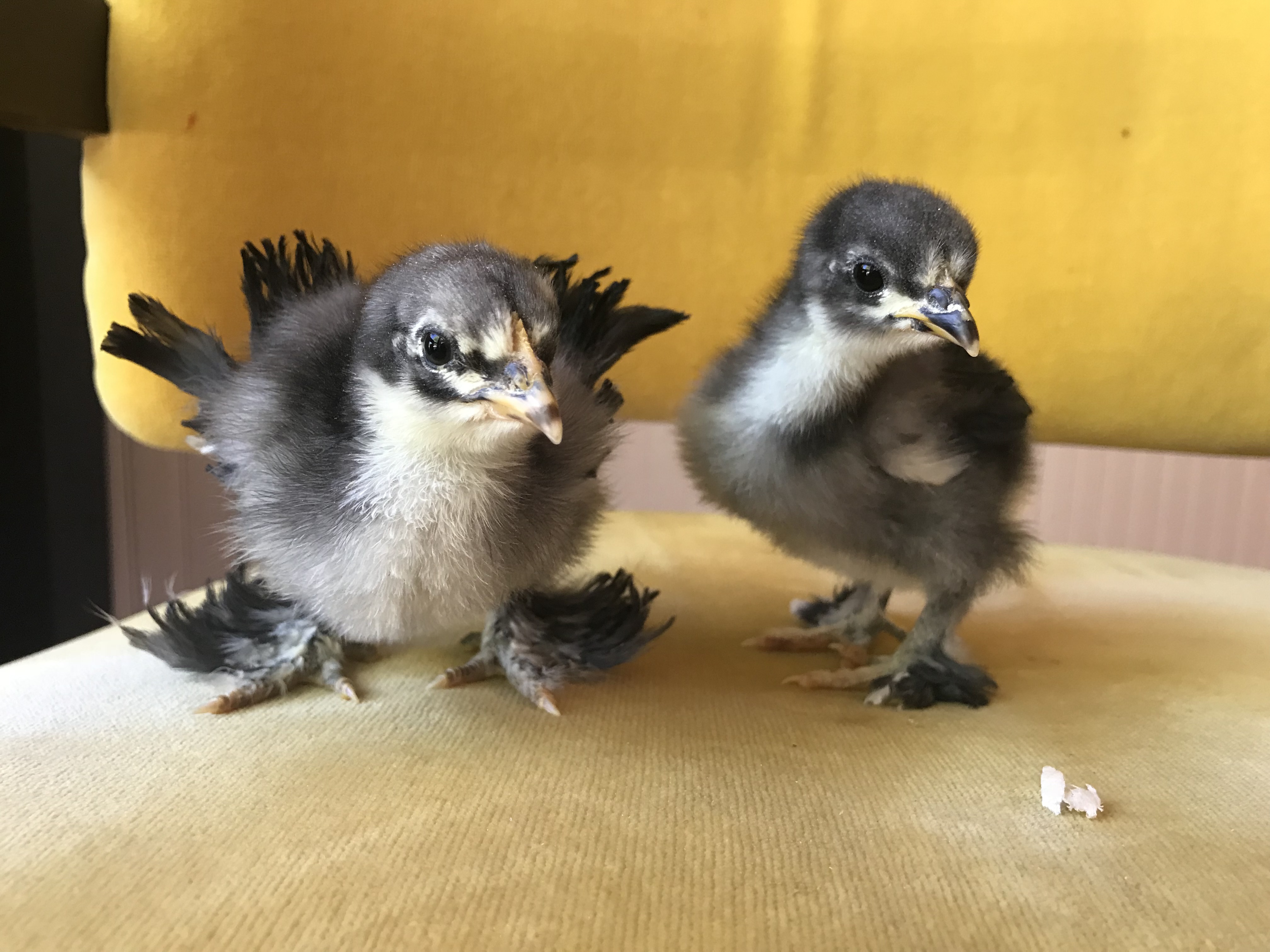 Frizzle Presentation in Poultry Why isn't my "frizzle" chick frizzle