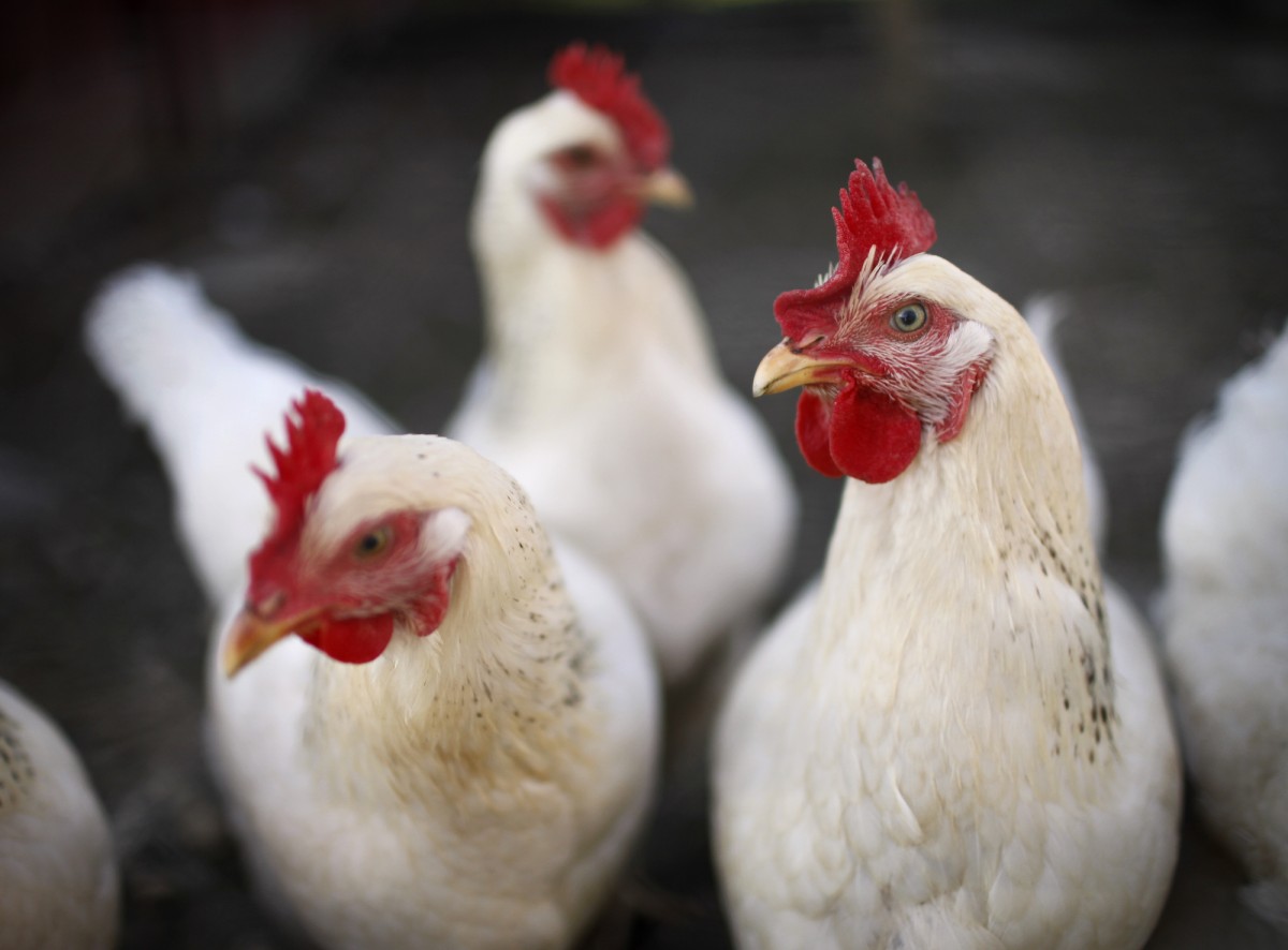 Progress! Nestlé Announces Animal Welfare Policy for Chickens Mercy