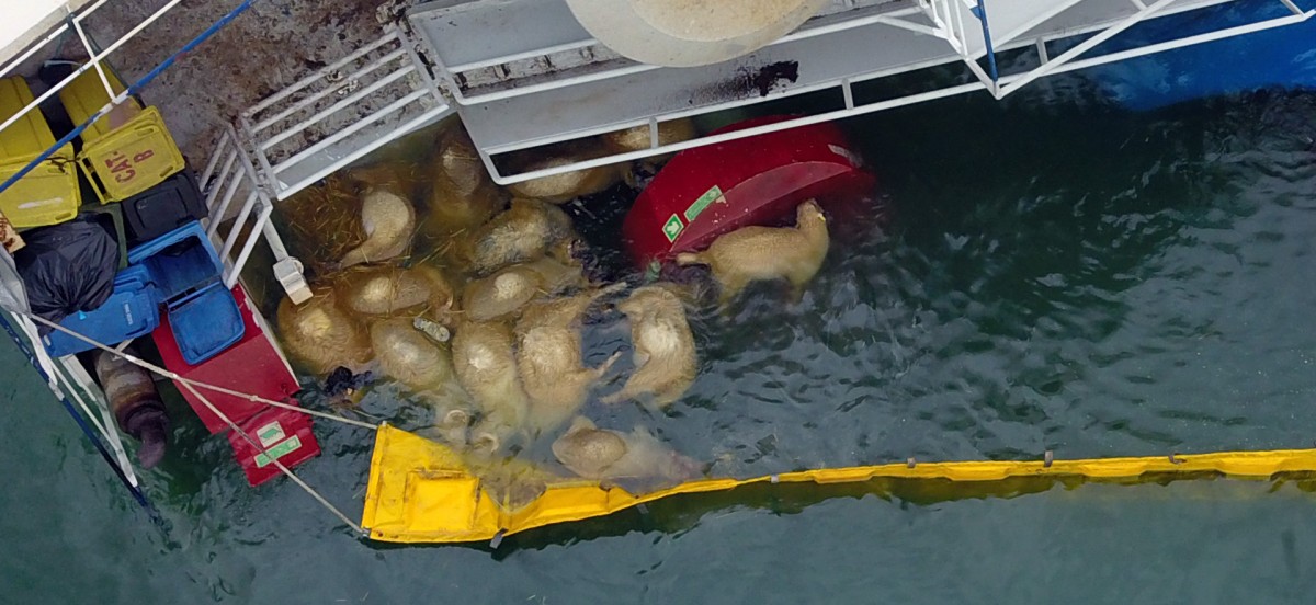 Transport Ship Carrying 14,000 Sheep Capsizes in Romania