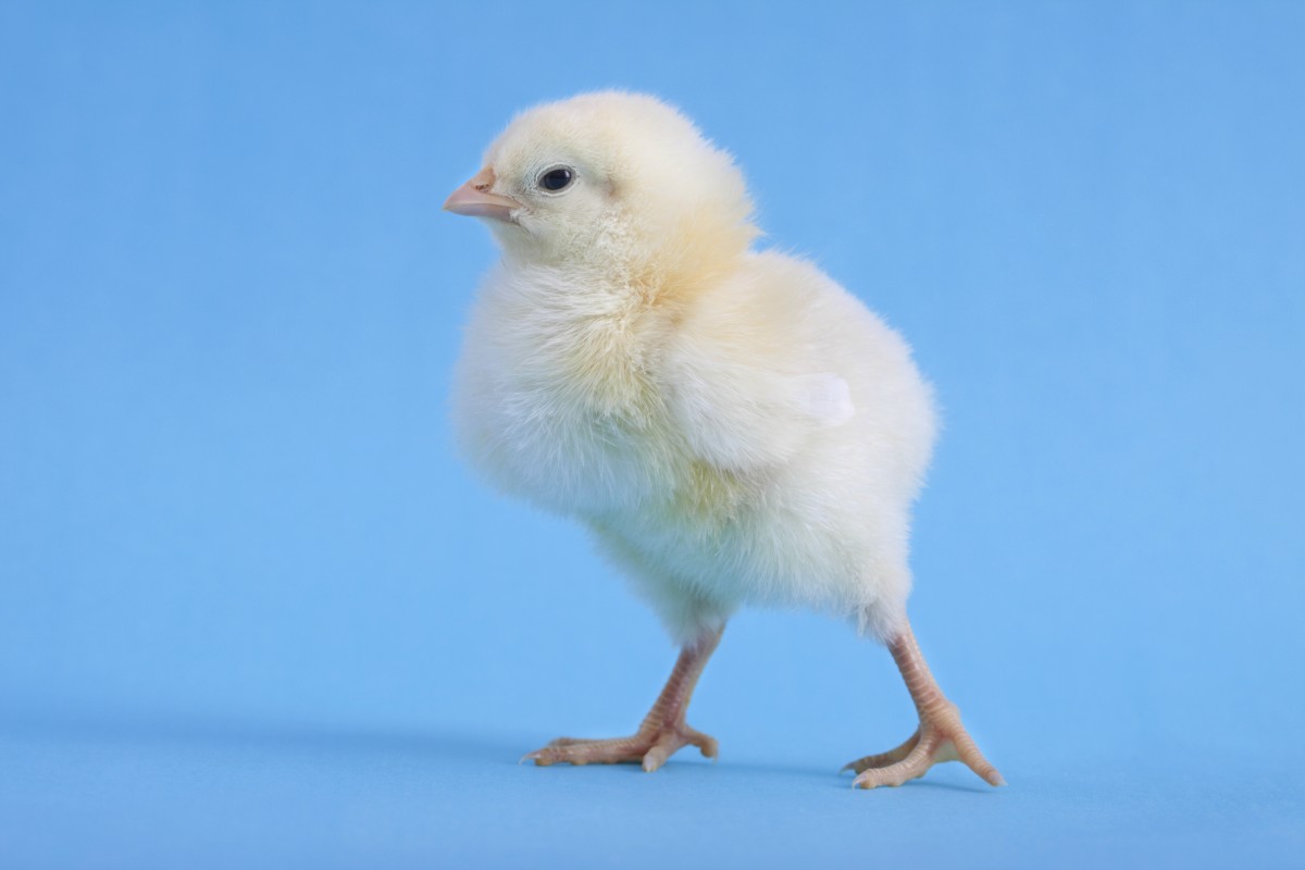 MAJOR! Retail Titan SUPERVALU Kicks Cages to the Curb Mercy For Animals