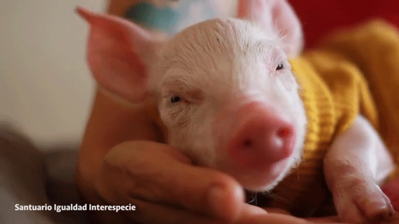 8 hechos que probablemente no sabÃ­as acerca del jamÃ³n Mercy For Animals