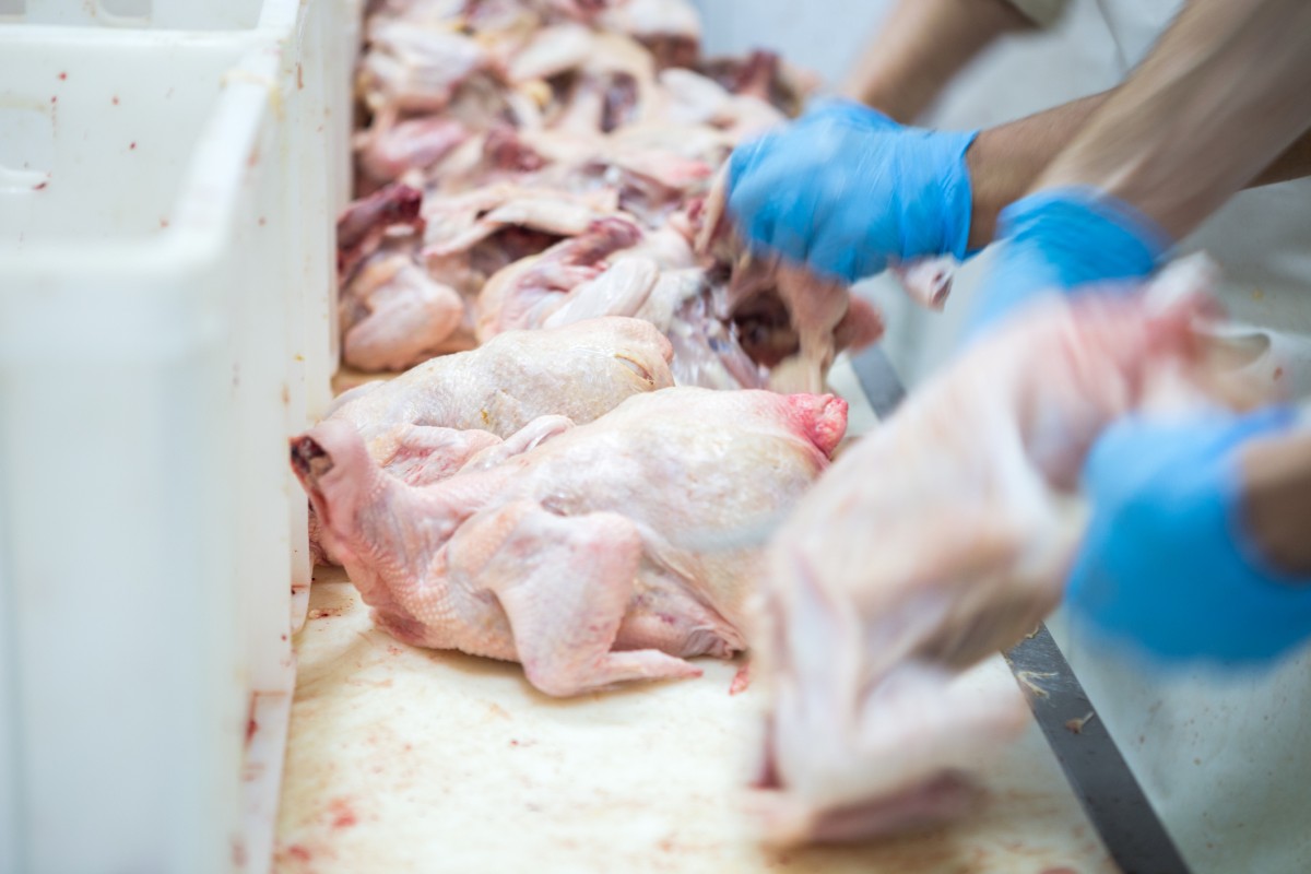 New Government Report Meat Industry Is One of the Most Dangerous for