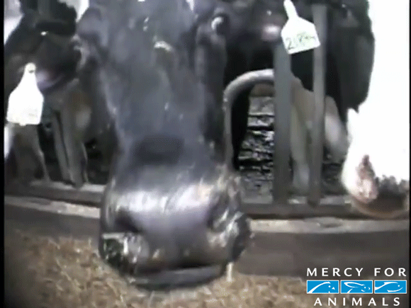 Can You Get Through These 10 GIFs and Still Feel Good About Eating Meat