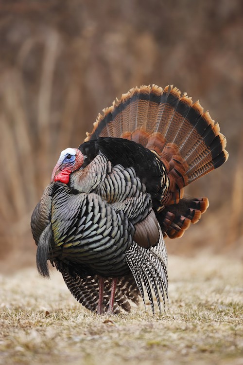 7 Facts That Prove Turkeys Are Too Sweet to Eat