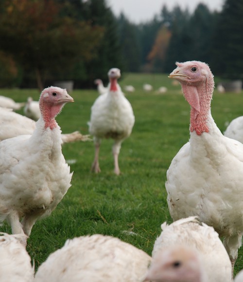 7 Facts That Prove Turkeys Are Too Sweet to Eat