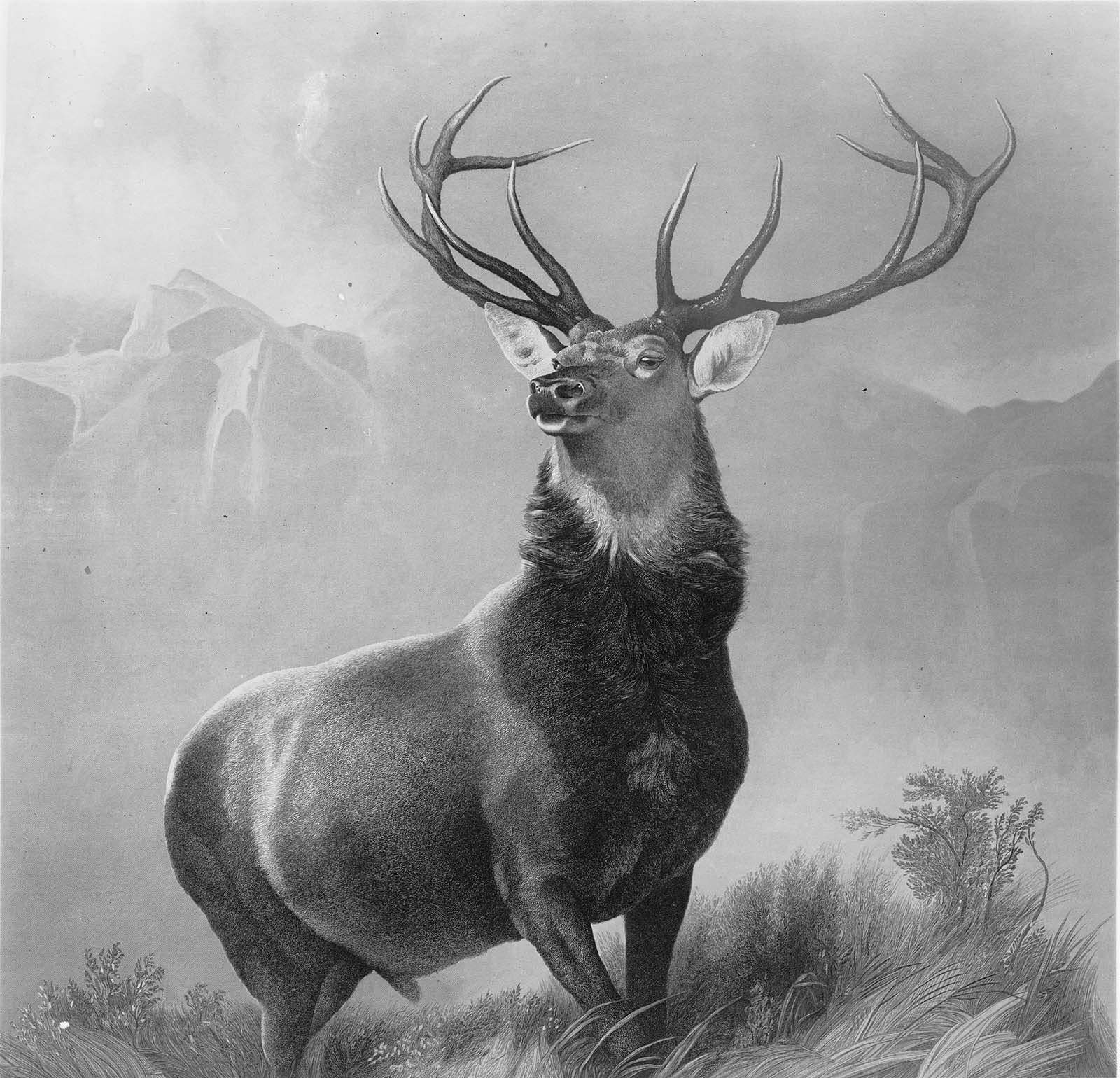 The Monarch of the Glen Museum of Fine Arts, Boston