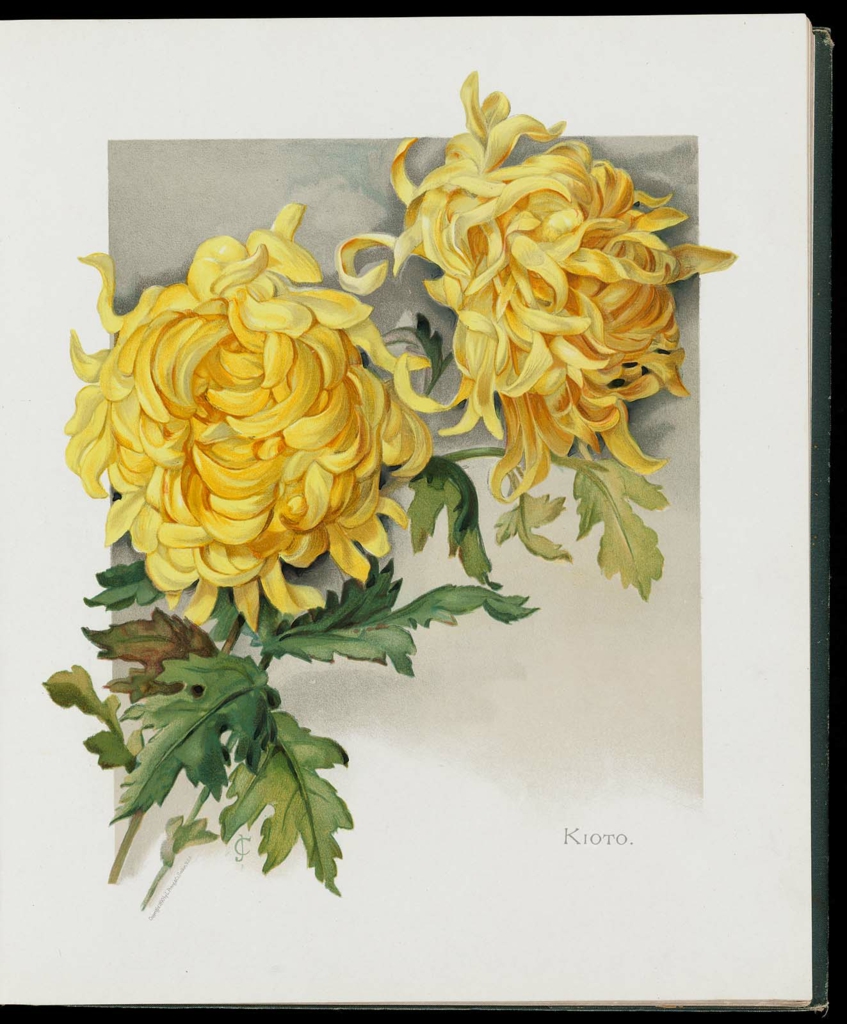 The Golden Flower—Chrysanthemum Museum of Fine Arts, Boston