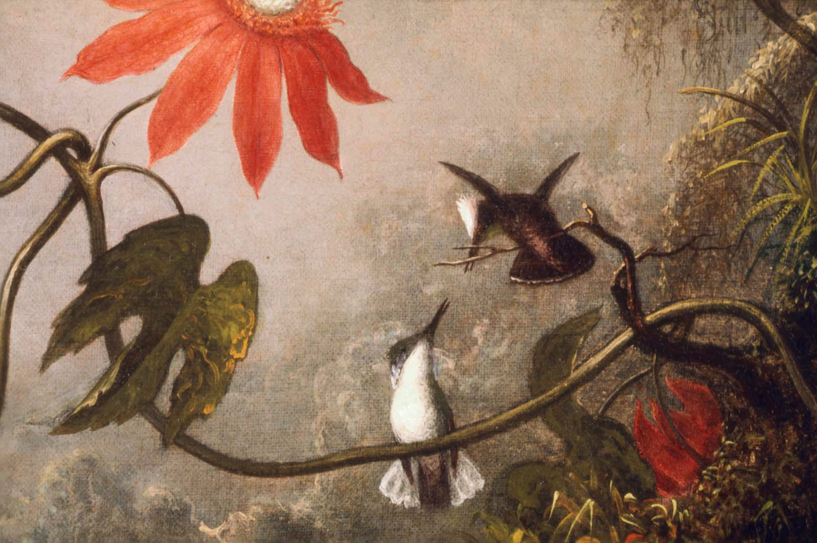 Passion Flowers and Hummingbirds Museum of Fine Arts, Boston