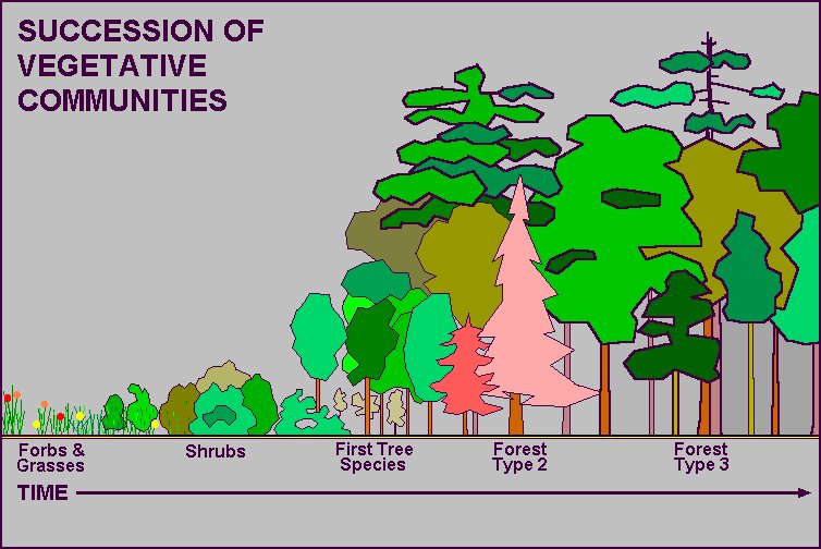 Succession & Forest Change