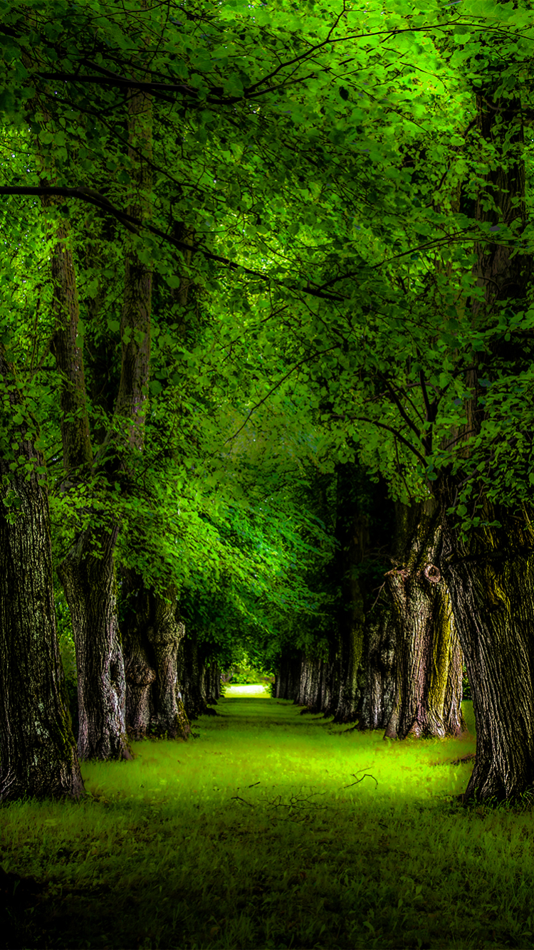 Green Trees Wallpaper This Wallpapers