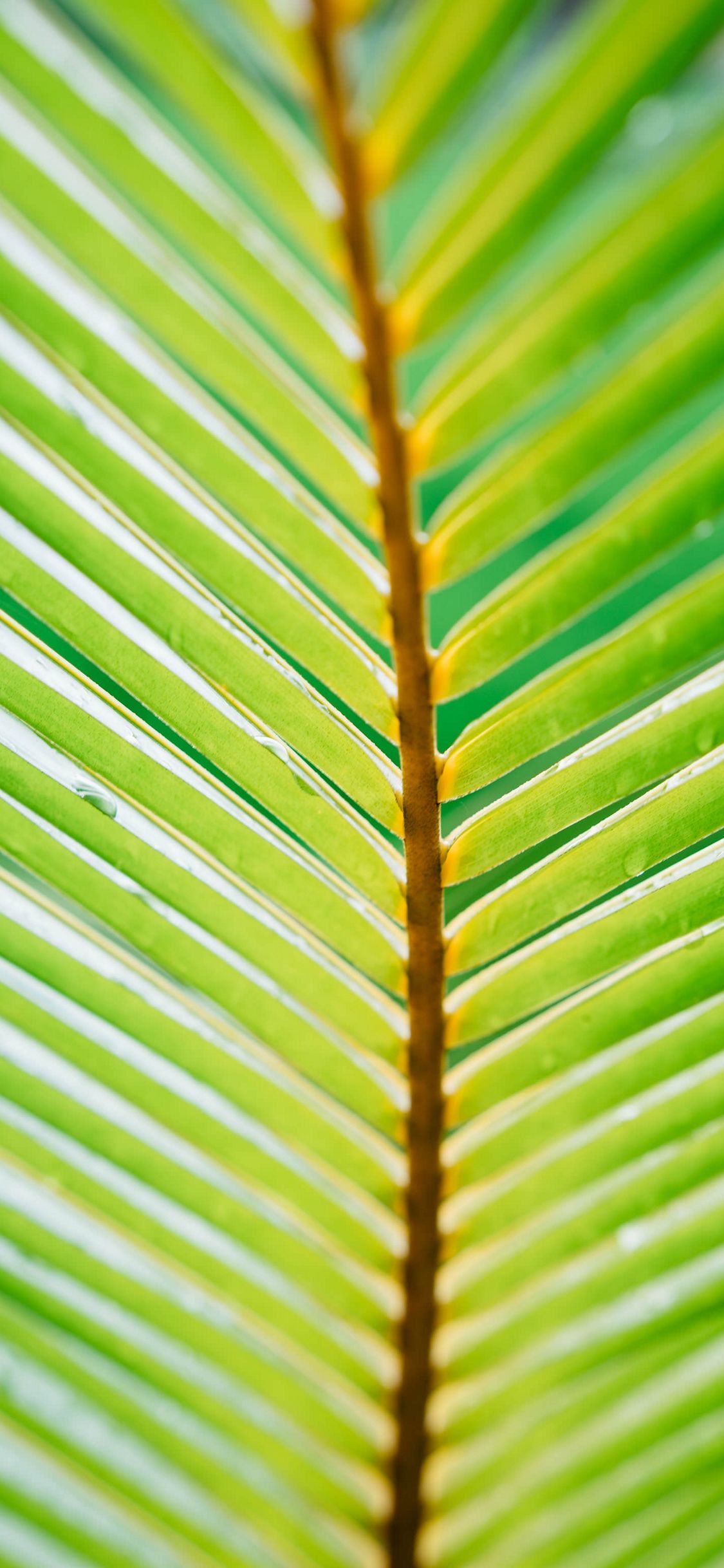 Leaf Phone Wallpaper Mobile Abyss