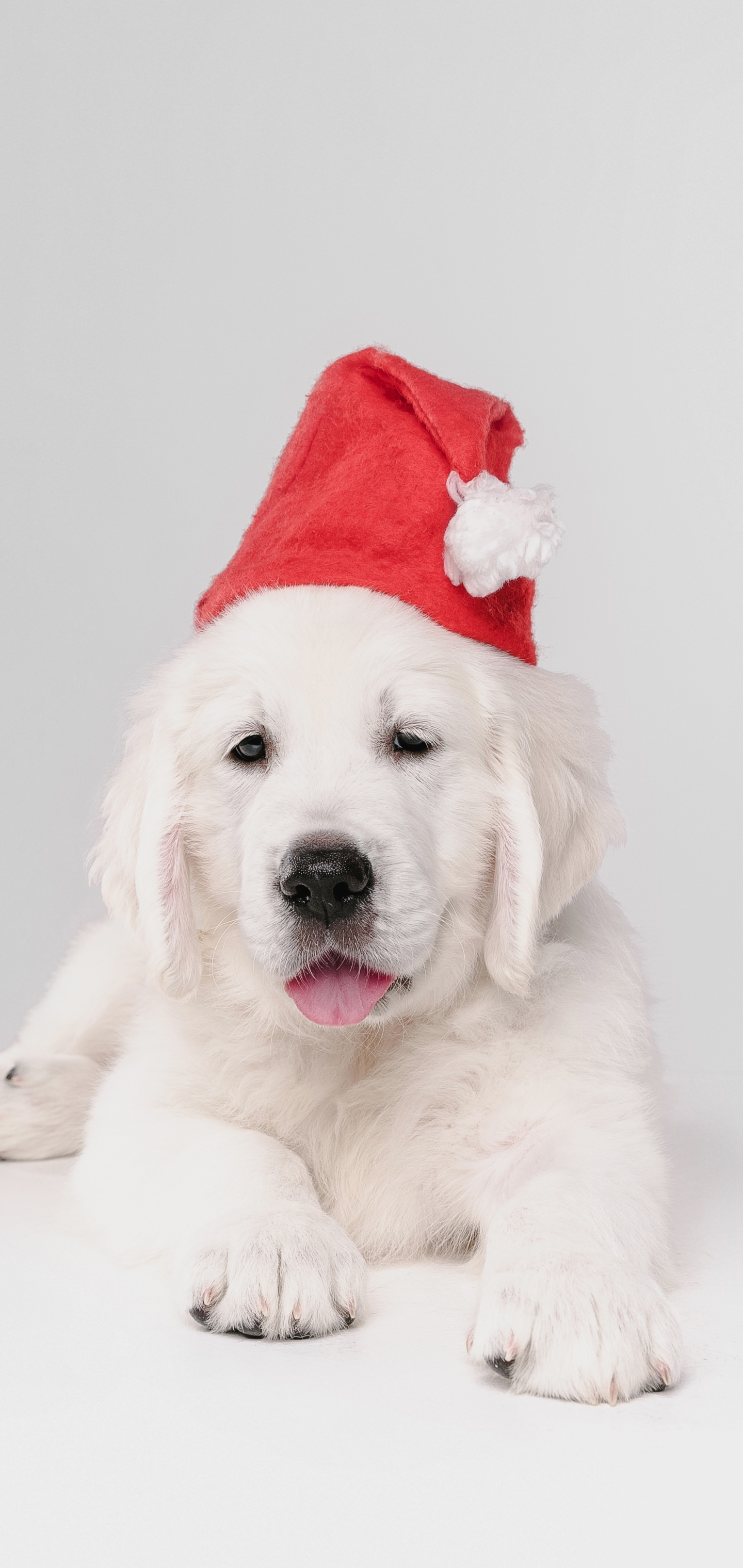 Golden Retriever Phone Wallpaper Mobile Abyss