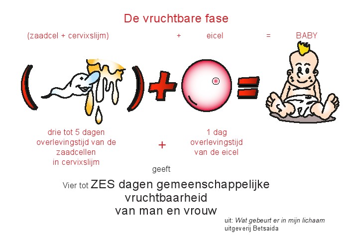 Cyclus En Vruchtbaarheid – Mfm