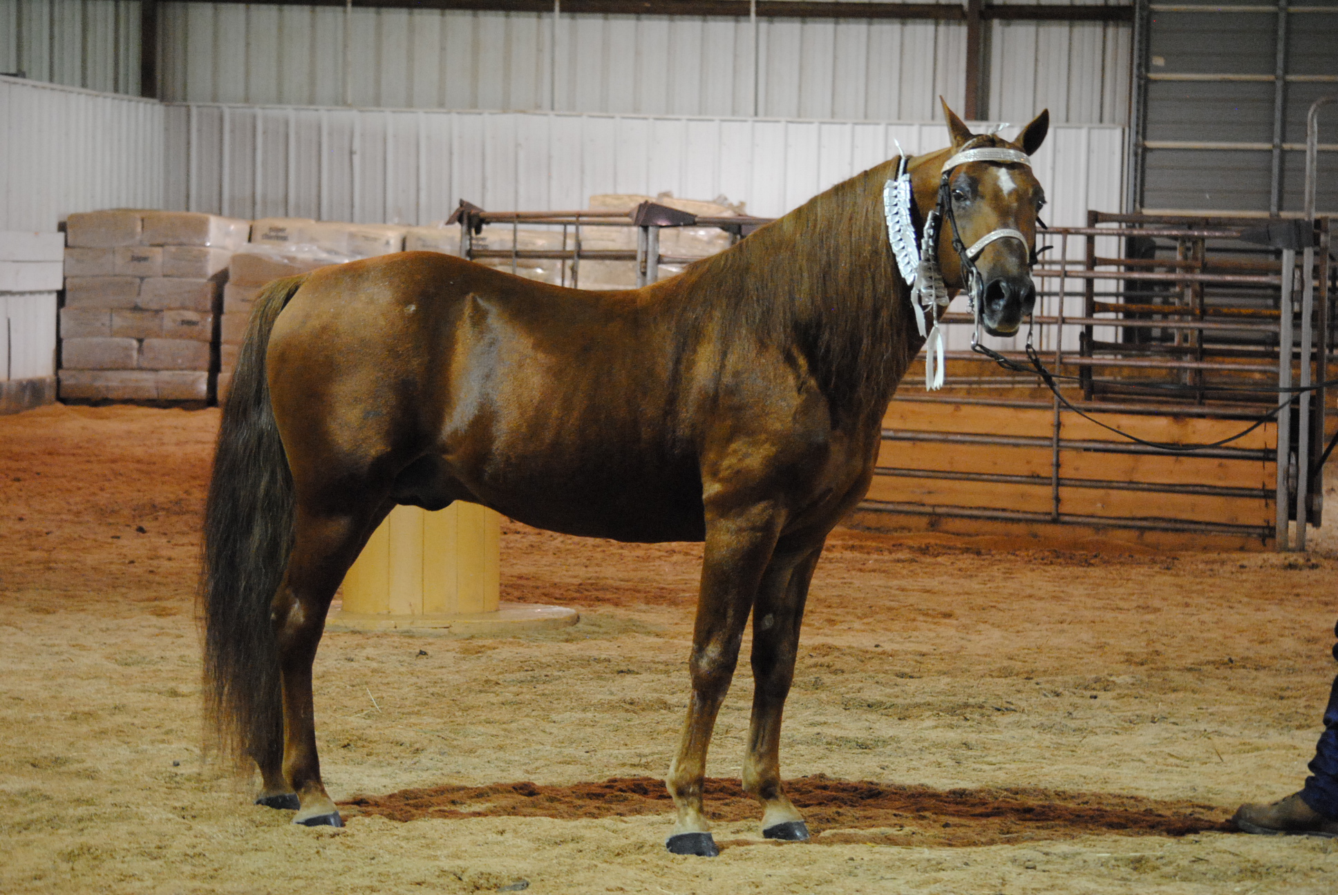 Jester’s Charming Legend Named 2018 Breeding Sire of the Year