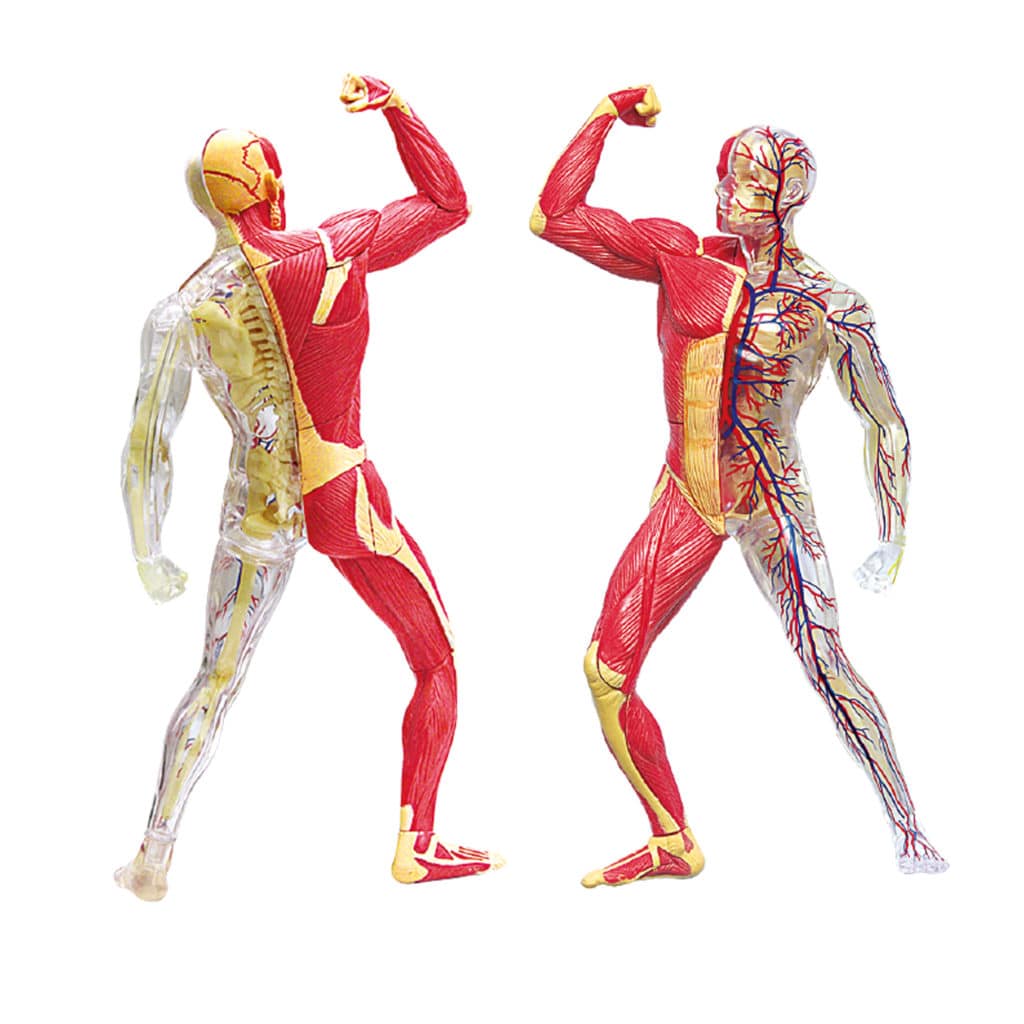 Anatomie squelette et muscles de chez Explora MGMJouet