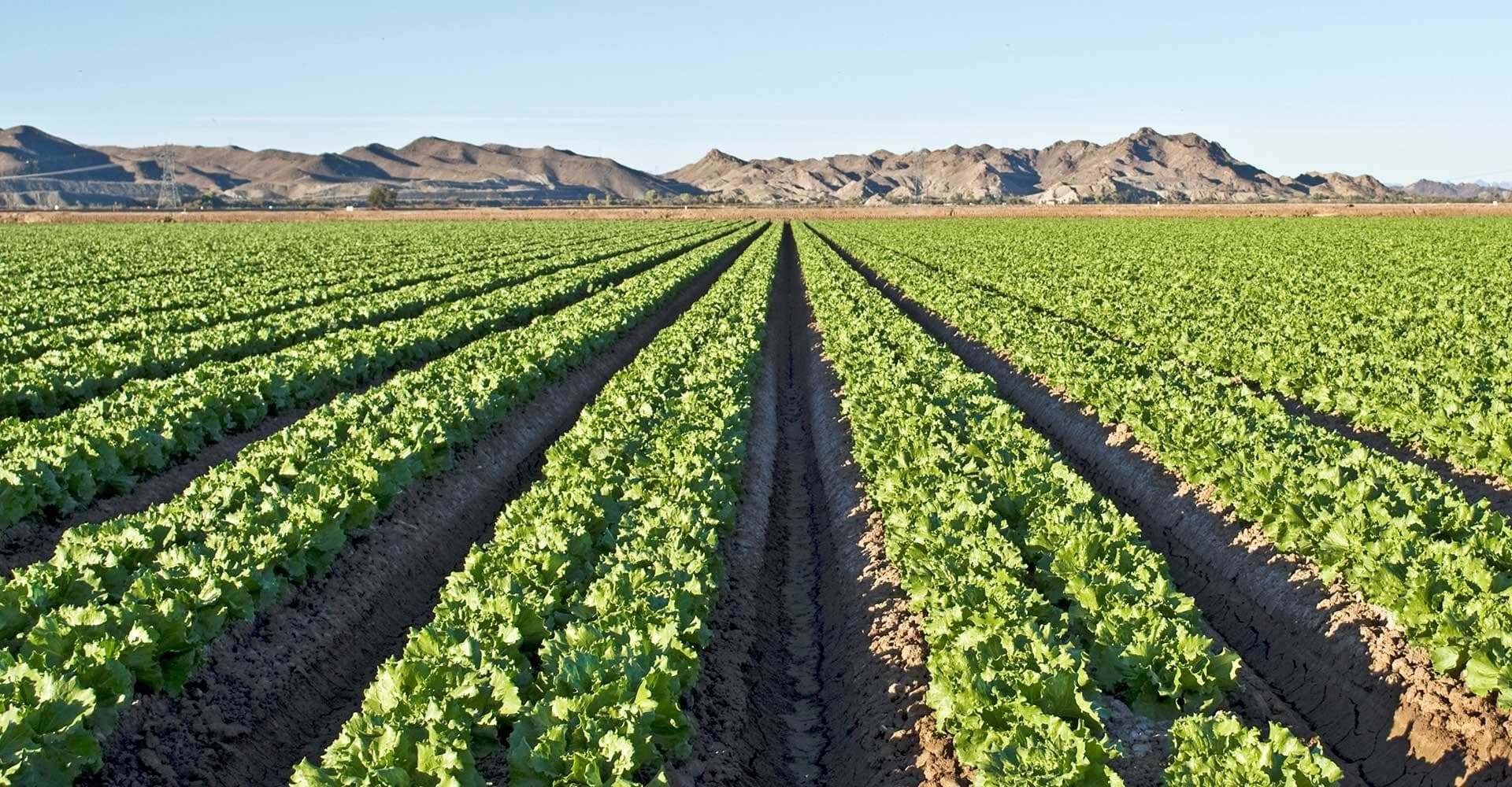 CENTURY 21 Action Group Yuma AZ Real Estate Experts