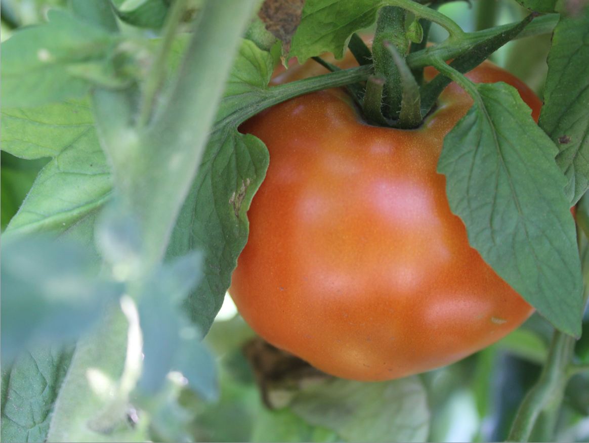 Tomato