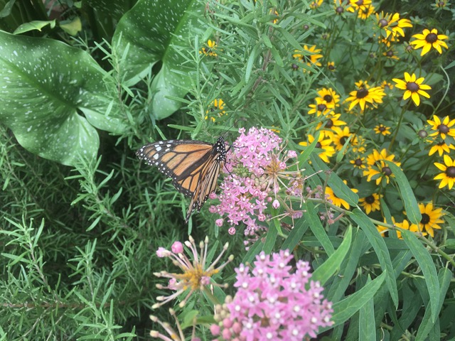 Fairlington front garden Photo © 2018 Elena Rodriguez