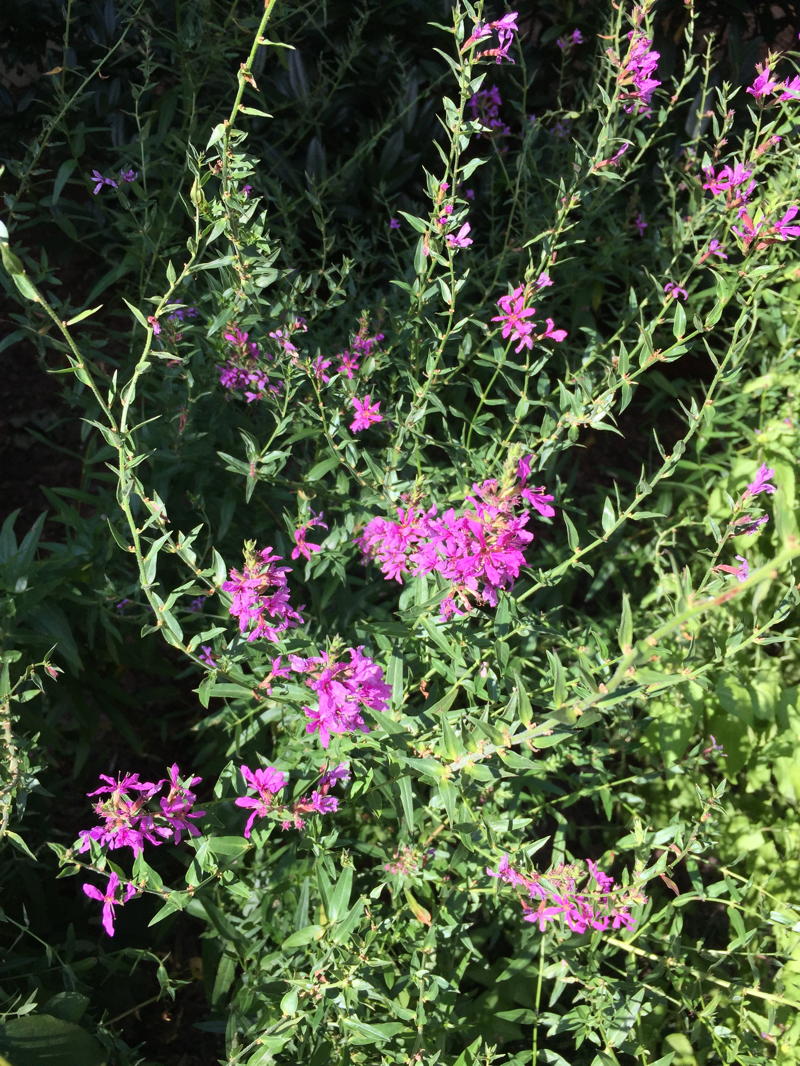 Invasive Plant Factsheet Purple Loosestrife (Lythrum