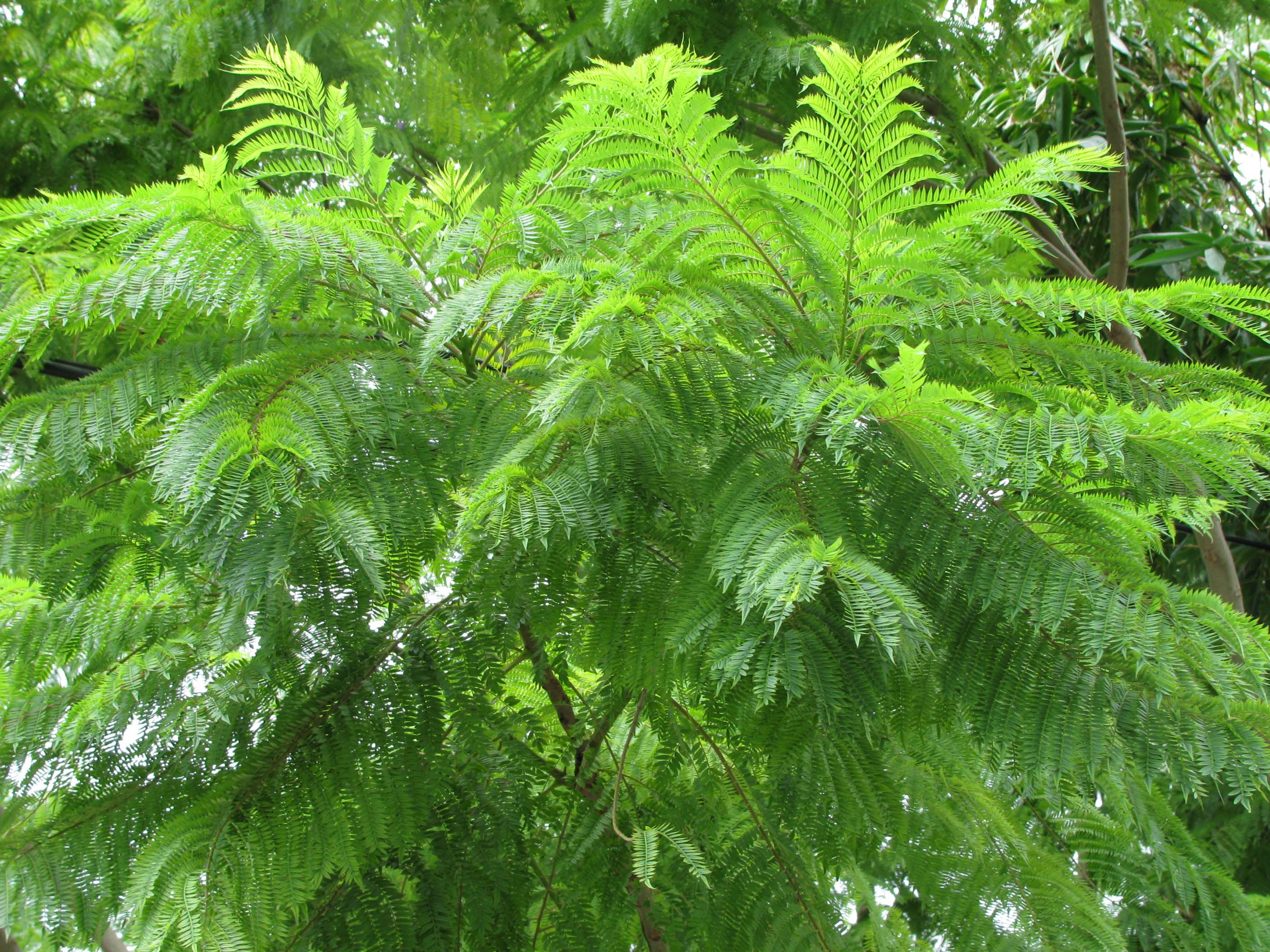 Jacaranda, Jacaranda Acutifolia