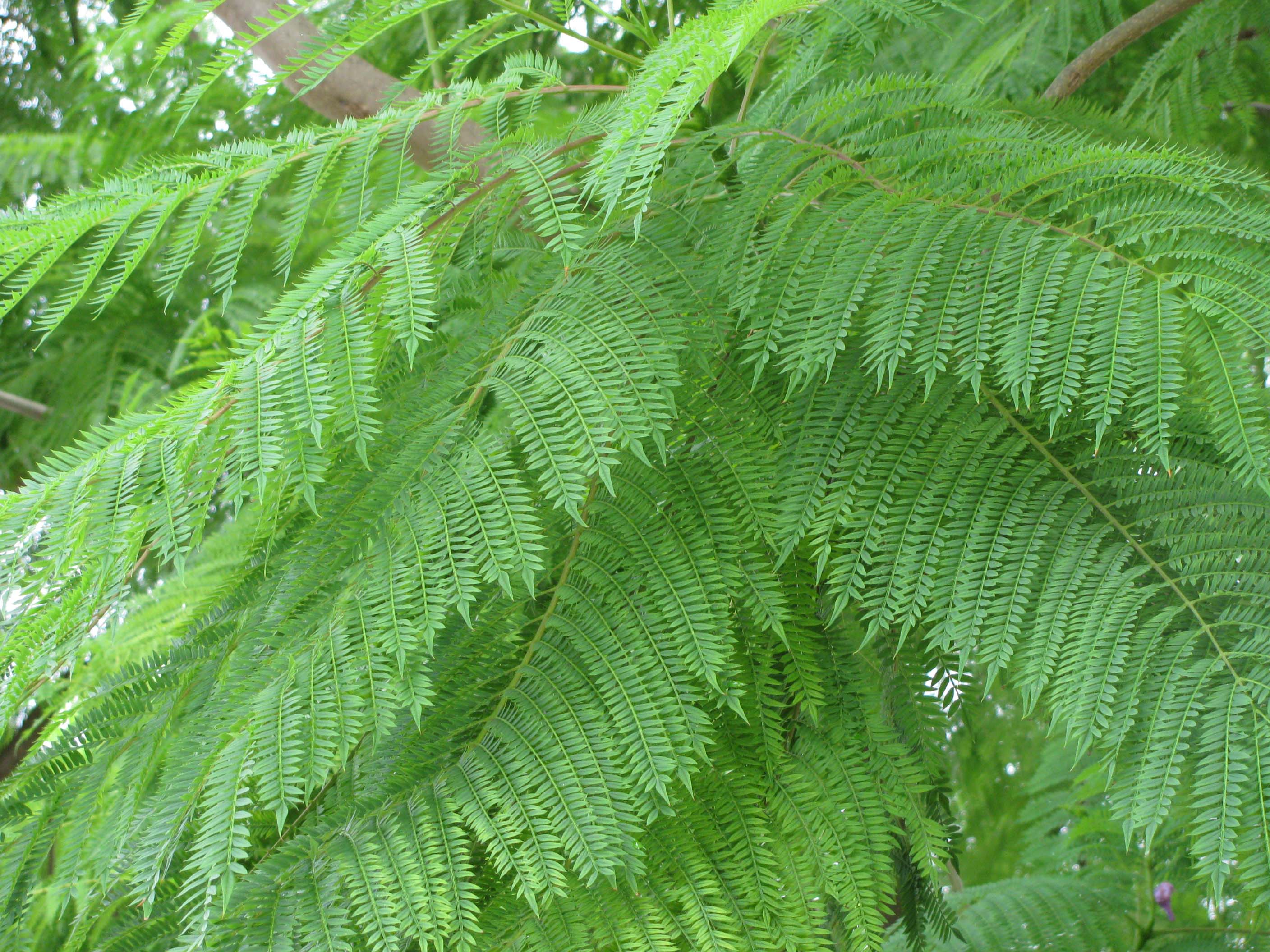 Jacaranda, Jacaranda Acutifolia