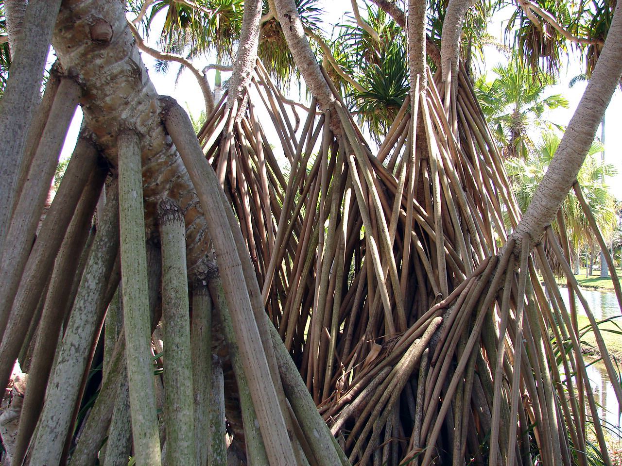 Screw Pine, pandanus utilis, ScrewPine