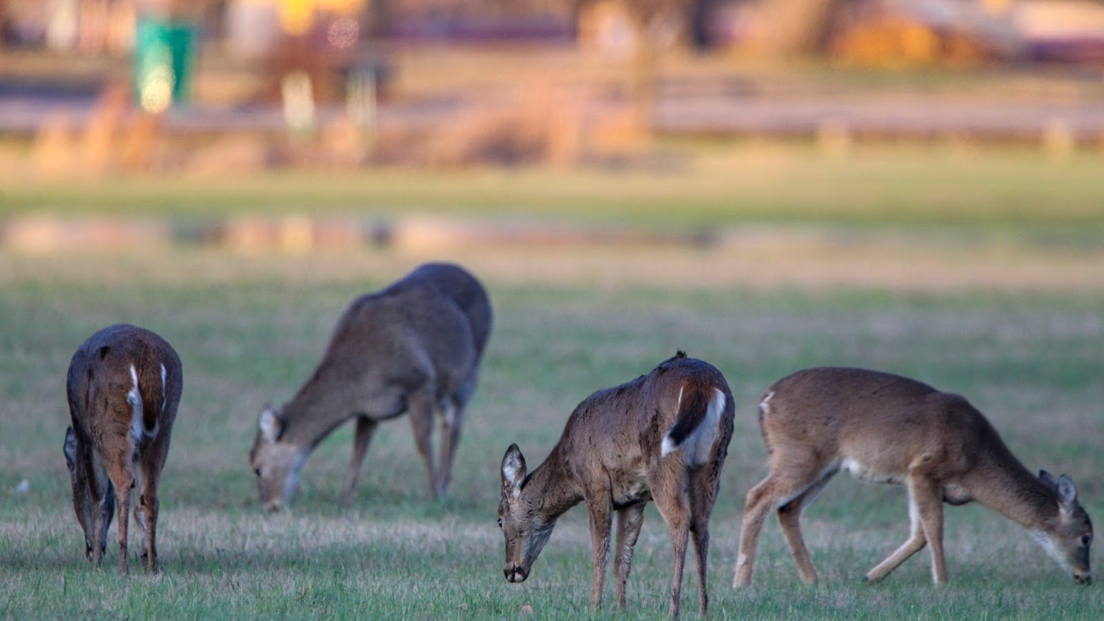 202223 Arkansas Hunting Guidebook available online Mountain Home