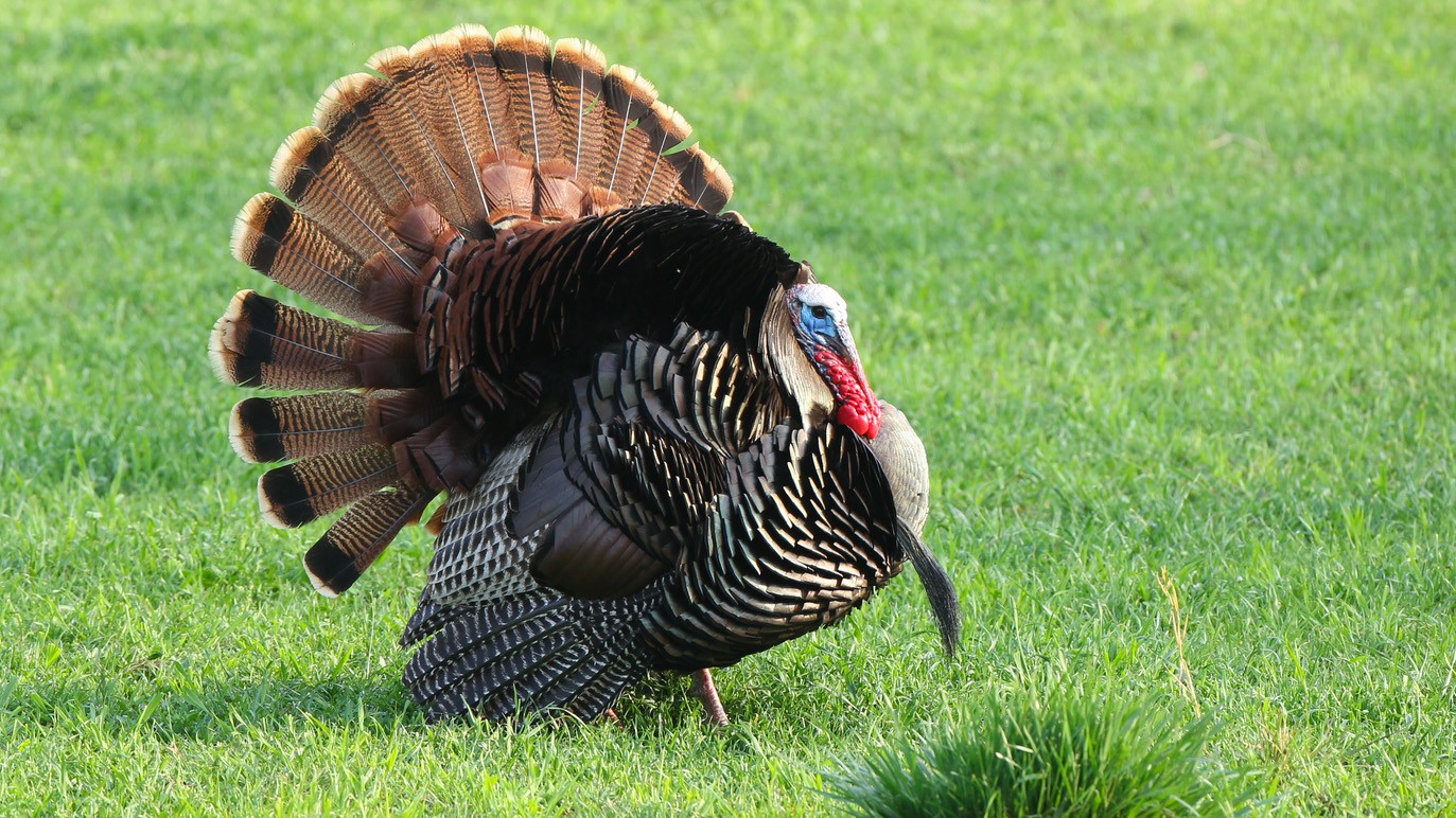 Arkansas turkey harvest inches up Mountain Home Observer