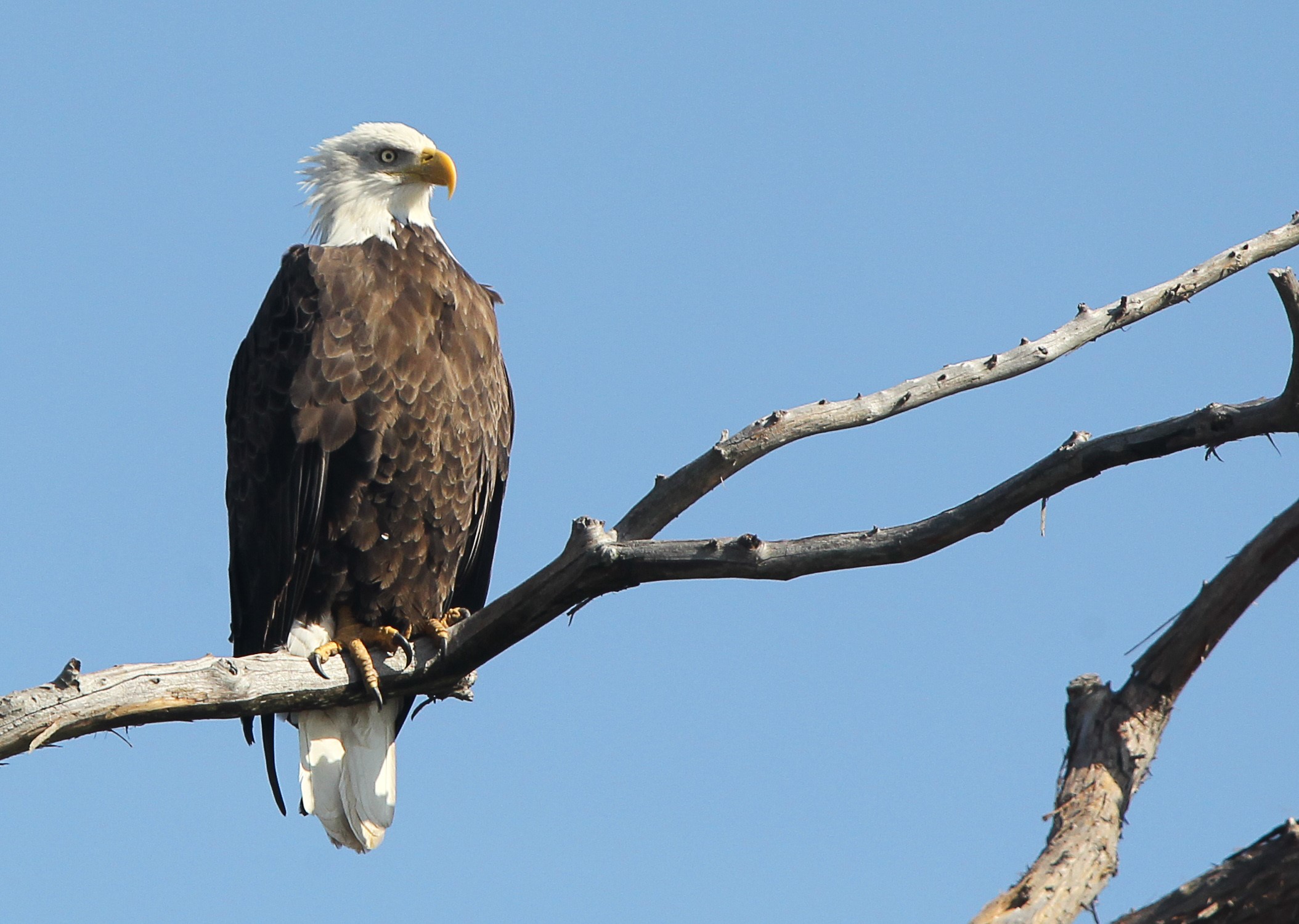 USFWS, AGFC seek information on bald eagle shooting Mountain Home