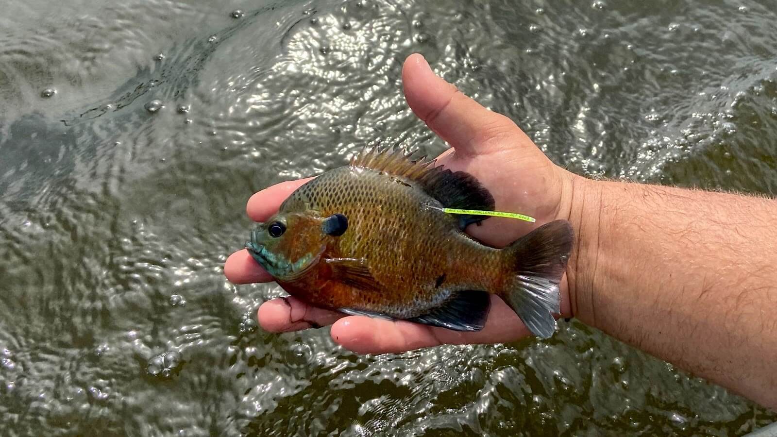 Celebrate 75 years of Lake Conway angling with no limits and tagged