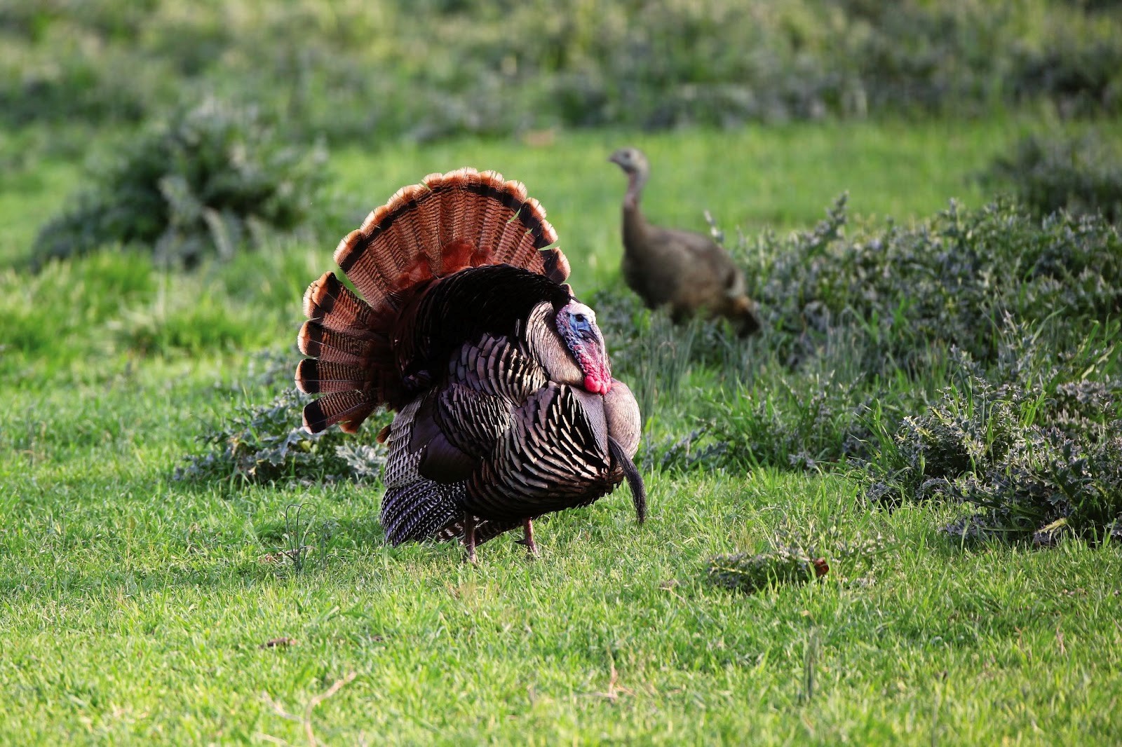 Leftover WMA turkey hunt permits available online Feb. 26 Mountain