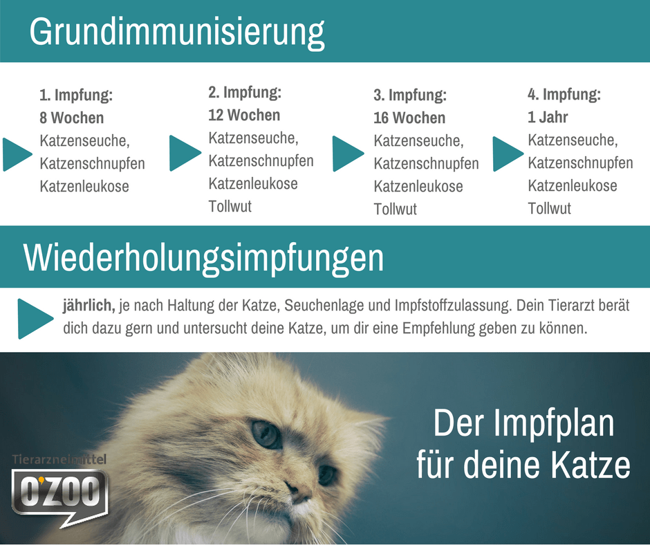Impfungen für deine Katze MiZOO Deine Tierapp