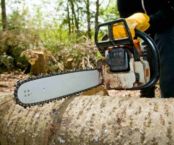 Mia Bella Experts Tree Service Tree Services in San Jose Ca Tree